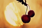 31st Jan 2012 - Sun Berries