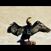 Cormorant by andycoleborn