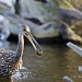 Limpkin and Snail by twofunlabs
