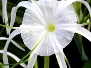 1st Feb 2012 - Spider Lily 2