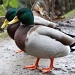 Quack, quack!! by whiteswan