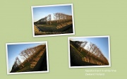 1st Feb 2012 - Appel orchard in wintertime