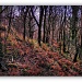 365-32 Nuffield Woodland by judithdeacon