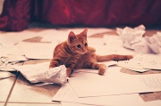 1st Feb 2012 - Simba helps with the paperwork