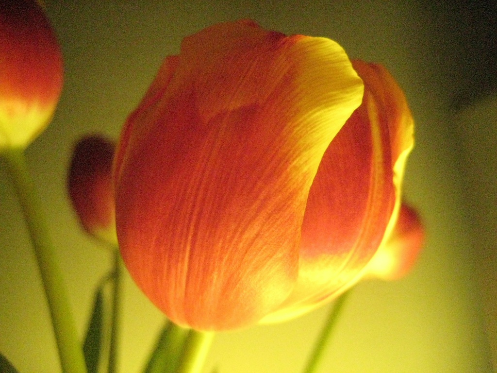 One Tulip by filsie65