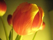 2nd Feb 2012 - One Tulip