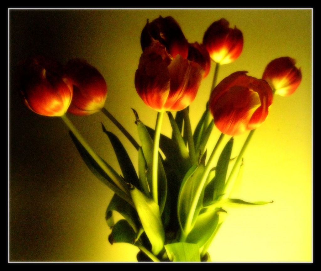 Lots of Tulips  1.2.12 by filsie65