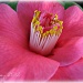 camellia by mjmaven