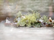 3rd Feb 2012 - Moss - Fantasies... Best viewed with magnifier.