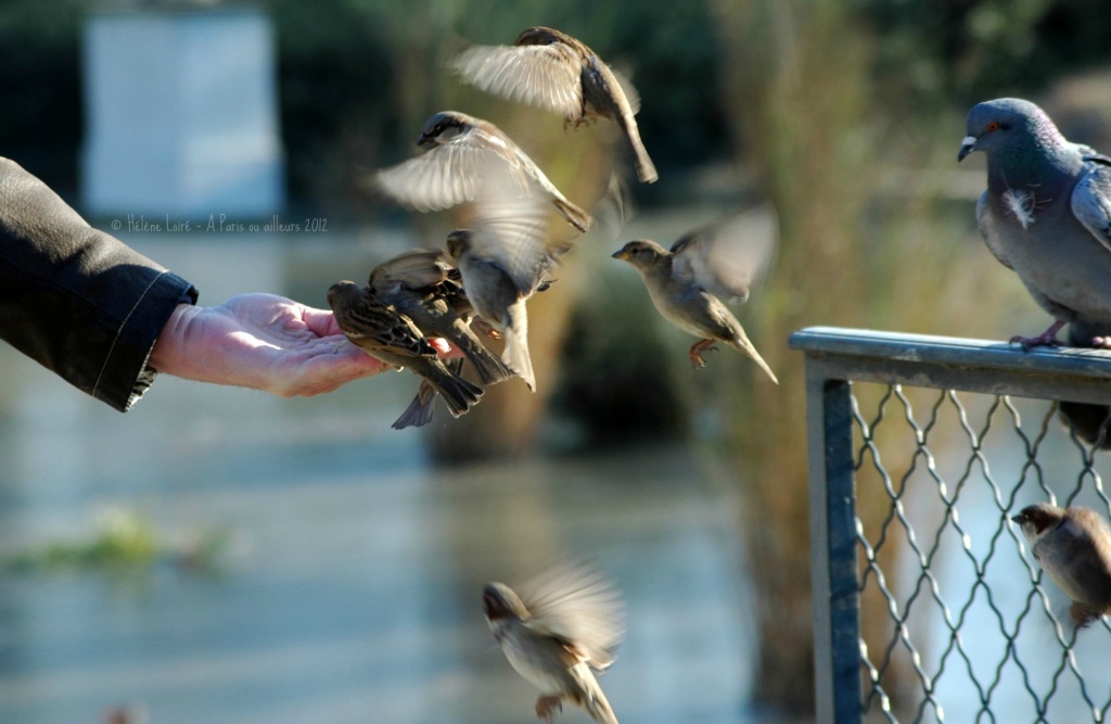 Hungry sparrows by parisouailleurs