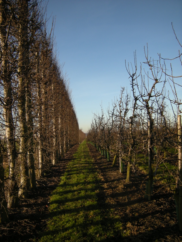 On request, - one more of a apple orchard  by pyrrhula