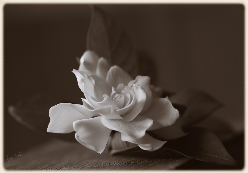 gardenia by ltodd