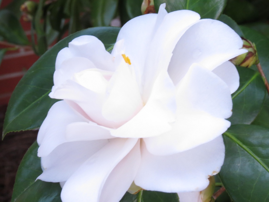 Camellia by grammyn
