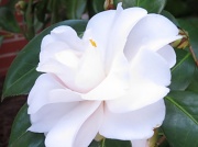 2nd Feb 2012 - Camellia