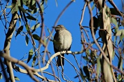 28th Jan 2012 - Bird Watching