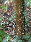 3rd Feb 2012 - Another cobweb!