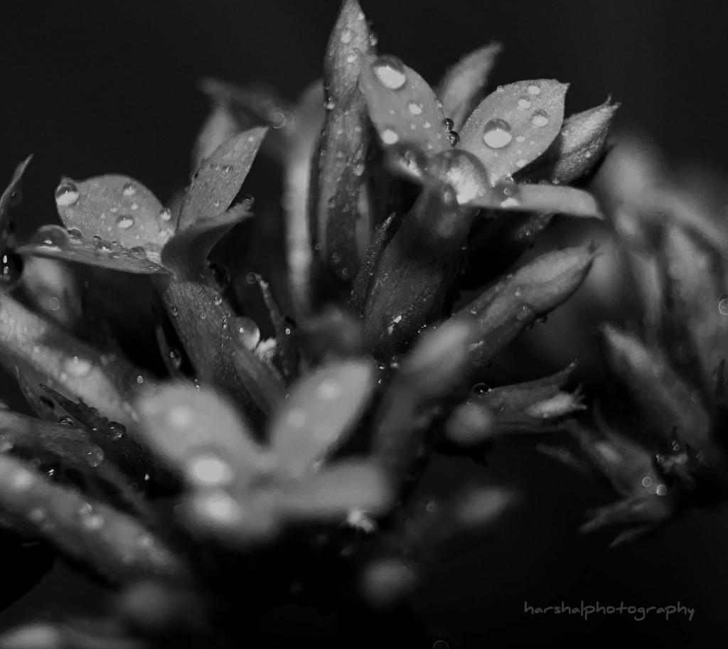 Drops and Flowers BW by harsha