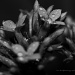 Drops and Flowers BW by harsha