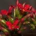 Drops and Flowers by harsha