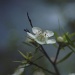 Wildflower I by peterdegraaff