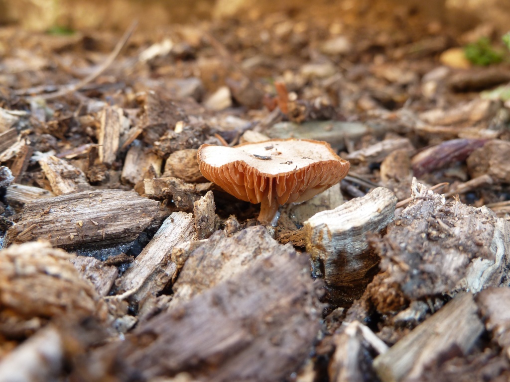 Mushroom by karendalling