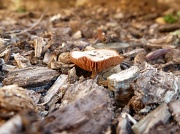 3rd Feb 2012 - Mushroom