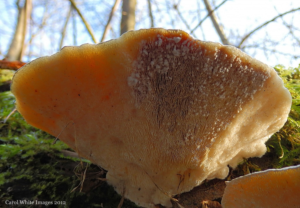Fungus by carolmw