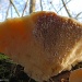 Fungus by carolmw