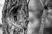 2nd Feb 2012 - Secretive Tree Penquin