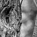 Secretive Tree Penquin by netkonnexion