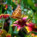 Butterflies are self propelled flowers. R.H. Heinlein by dmrams