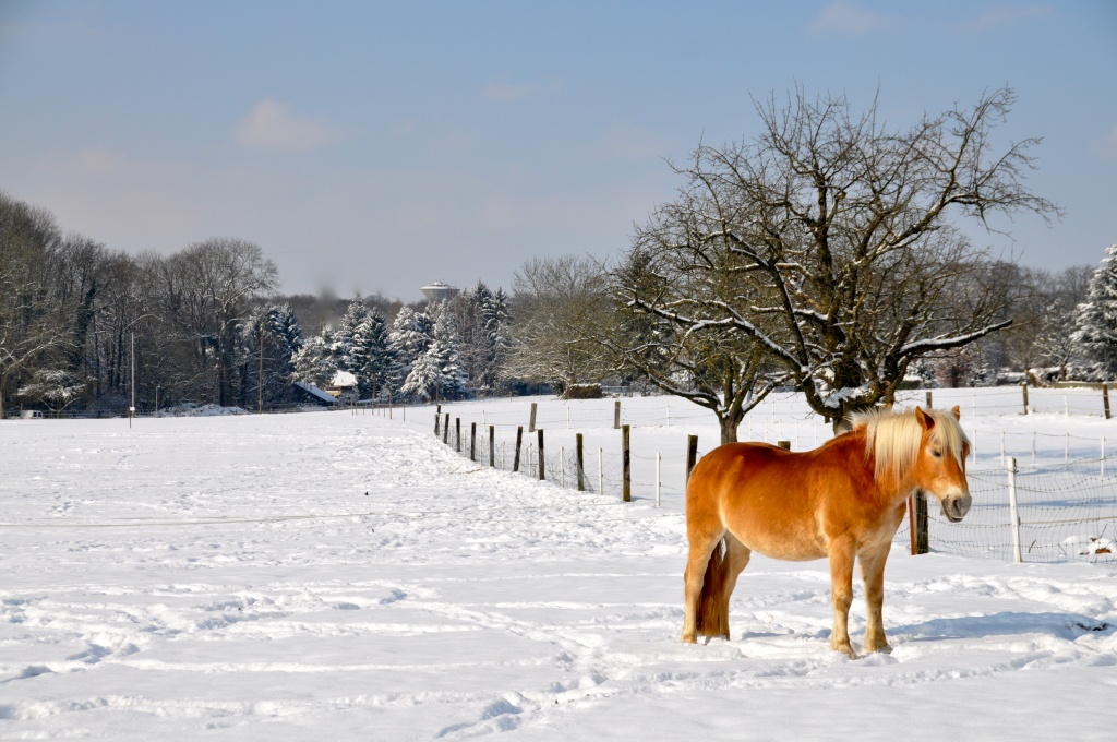 The mandarine horse by cocobella