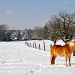 The mandarine horse by cocobella