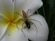 4th Feb 2012 - The Spider and the Fly