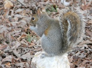 3rd Feb 2012 - Squirrel Sitting on Rock 2.3.12