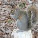 Squirrel Sitting on Rock 2.3.12 by sfeldphotos