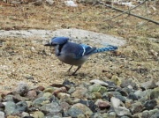 3rd Feb 2012 - Blue Jay