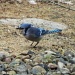 Blue Jay by dakotakid35