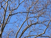 3rd Feb 2012 - Blue Skies