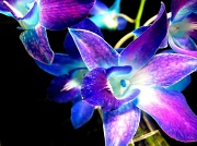 3rd Feb 2012 - orchid
