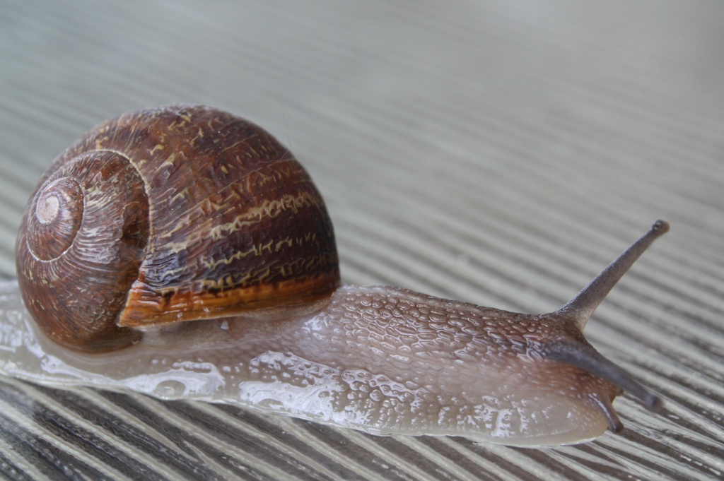 Snail by abhijit