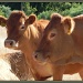 Cows by salza