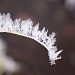 Frozen Feathers by geertje