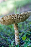 5th Feb 2012 - toad stool