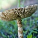 toad stool by corymbia