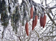 4th Feb 2012 - Fir cones in the snow.