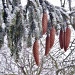 Fir cones in the snow. by snowy
