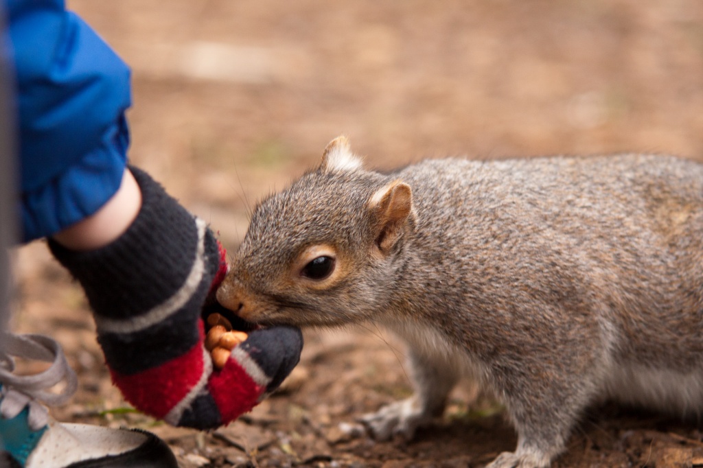 Feeding The Squirrels by natsnell