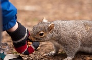 4th Feb 2012 - Feeding The Squirrels