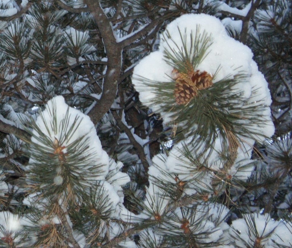 snow on the pine trees by dmdfday
